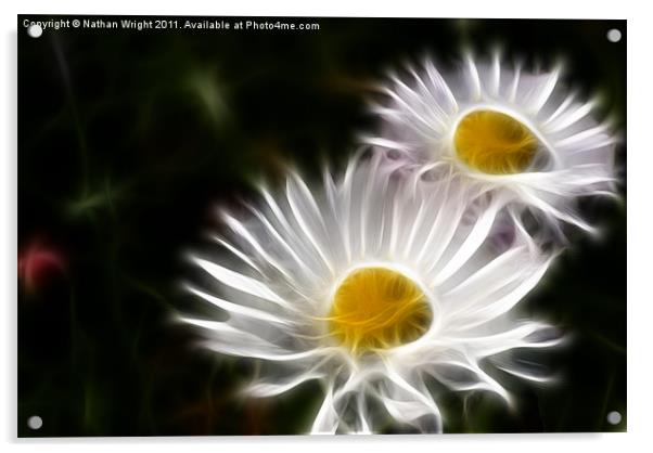 Two daisys Acrylic by Nathan Wright