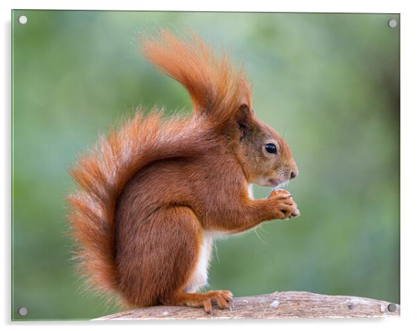 A red squirrel eating Acrylic by Rory Trappe