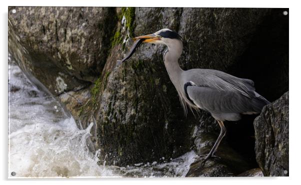 Heron catching Trout Acrylic by Rory Trappe