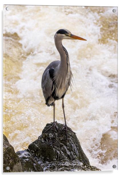 Grey Heron at Betws y Coed Acrylic by Rory Trappe