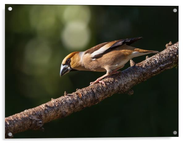 Hawfinch Acrylic by Rory Trappe