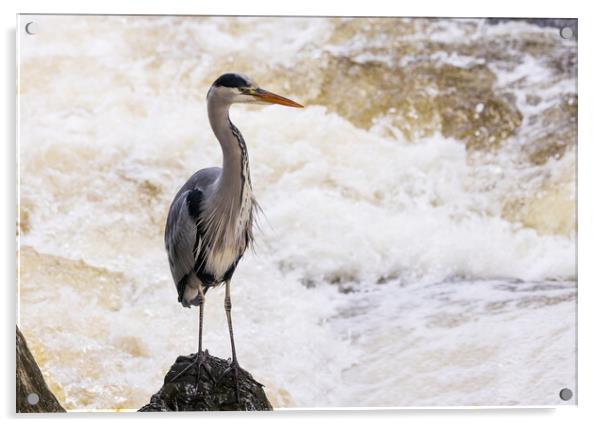 Heron fishing in the rapids Acrylic by Rory Trappe