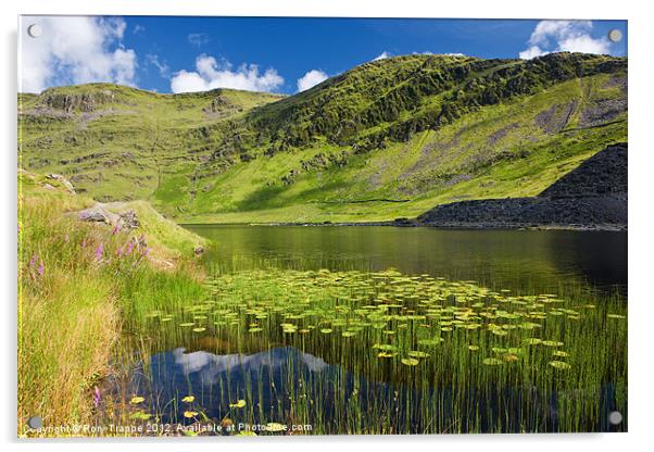 Cwmorthin lily leaves Acrylic by Rory Trappe