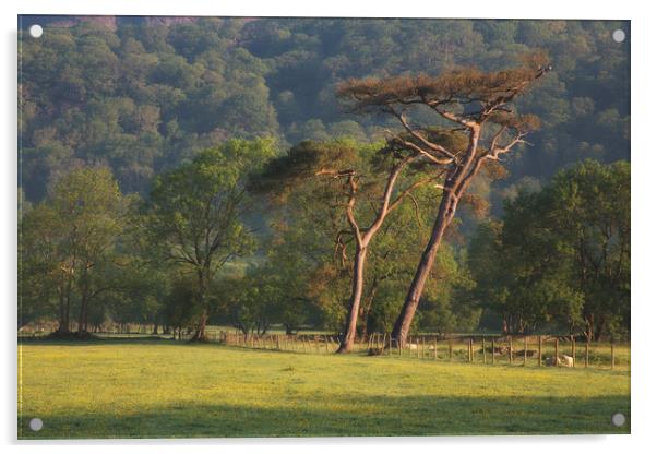 Scots Pines Acrylic by Rory Trappe