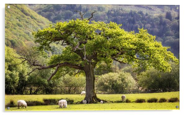Oak tree at Maentwrog Acrylic by Rory Trappe