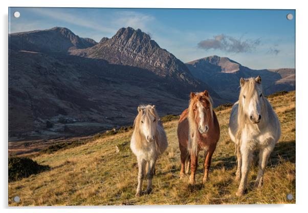 Tryfan and the Carneddau Ponies  Acrylic by Rory Trappe