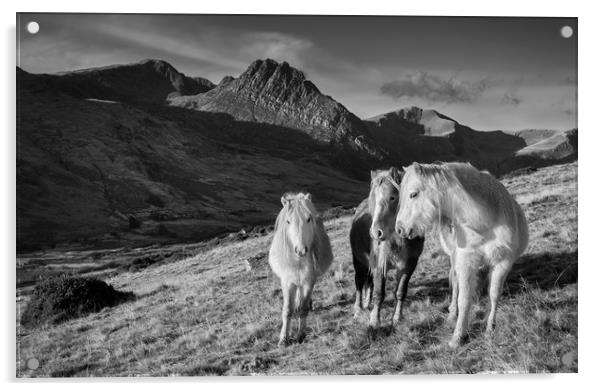Carneddau Ponies near Tryfan Acrylic by Rory Trappe