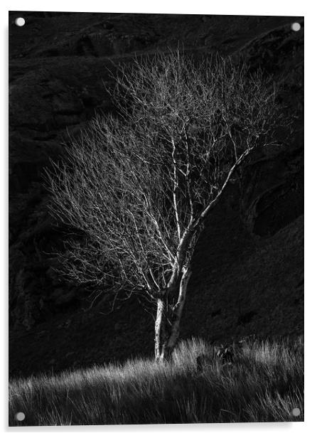 Tree at Cwmorthin Acrylic by Rory Trappe
