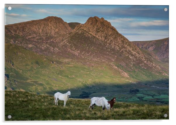 Tryfan and the Carneddau  Ponies Acrylic by Rory Trappe