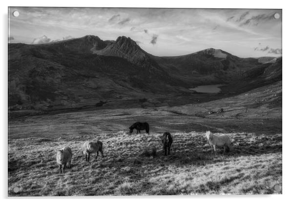 Tryfan and the Carneddau ponies in the Ogwen Valle Acrylic by Rory Trappe