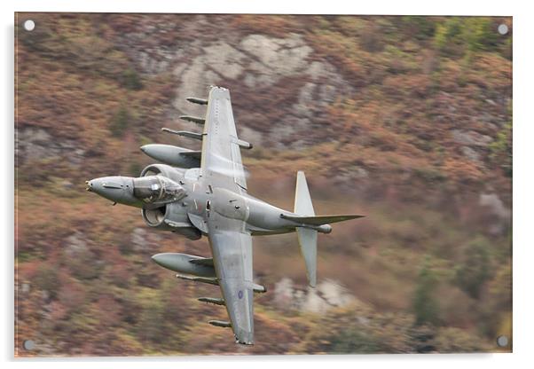 Harrier at Corris Acrylic by Rory Trappe