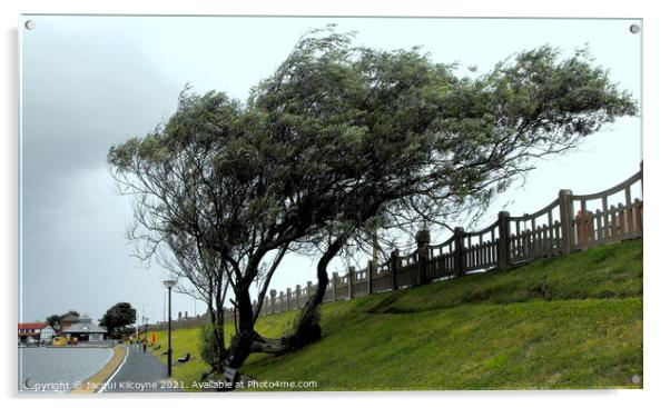A Windswept Tree Acrylic by Jacqui Kilcoyne