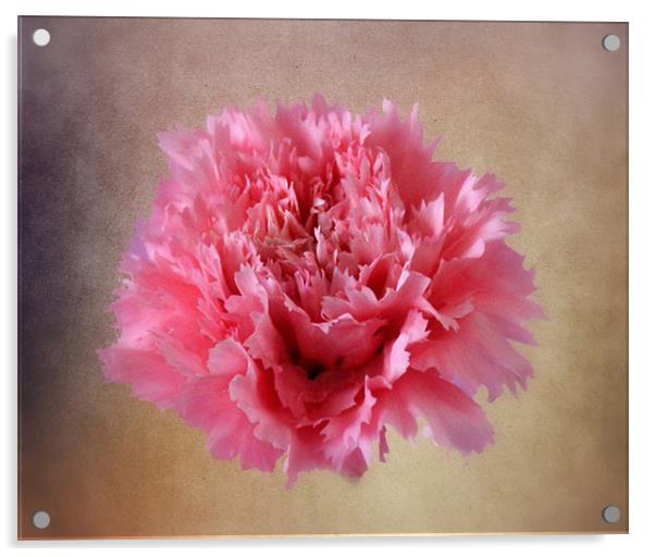Pink Carnation Acrylic by Jacqui Kilcoyne
