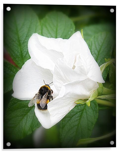 Busy Bee Acrylic by Jacqui Kilcoyne