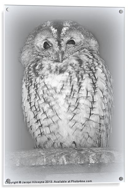Spotted Eagle Owl Acrylic by Jacqui Kilcoyne