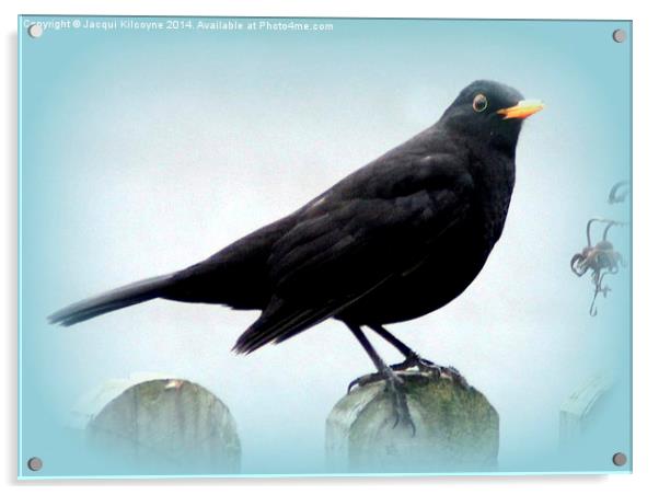 Common Blackbird Acrylic by Jacqui Kilcoyne