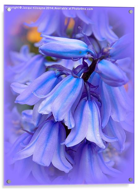 Bluebells from the Garden Acrylic by Jacqui Kilcoyne