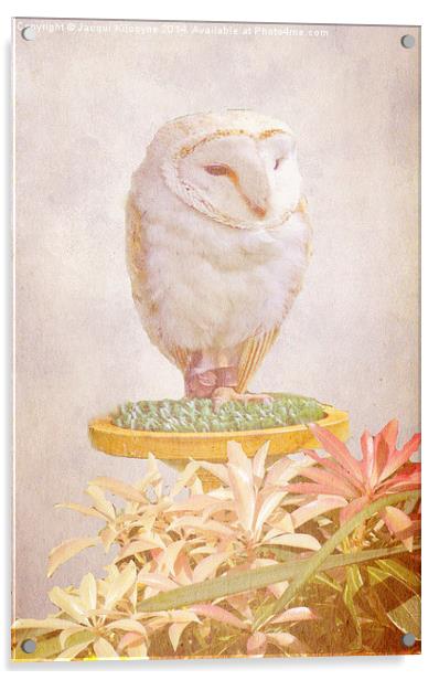 White Owl Acrylic by Jacqui Kilcoyne