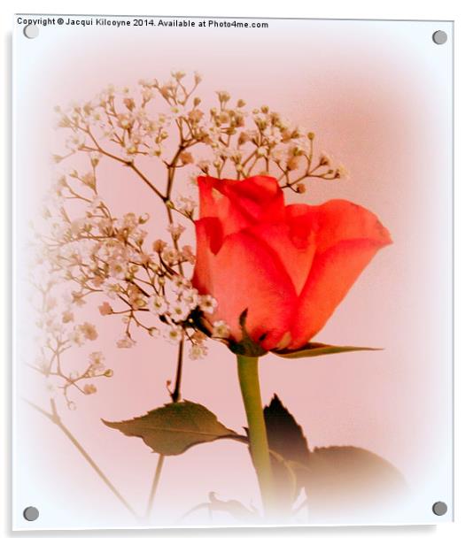 A Rose for Love  Acrylic by Jacqui Kilcoyne