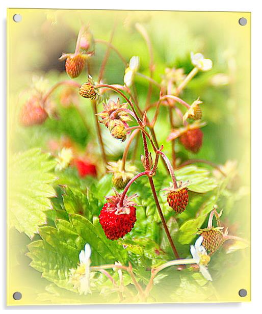  Strawberries for Tea Acrylic by Jacqui Kilcoyne