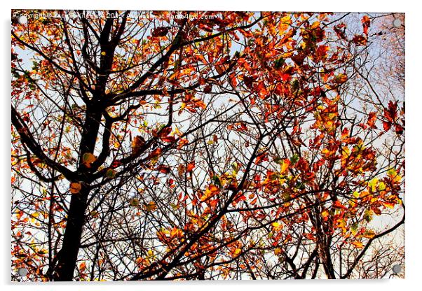  Shades of Autumn Acrylic by Jacqui Kilcoyne