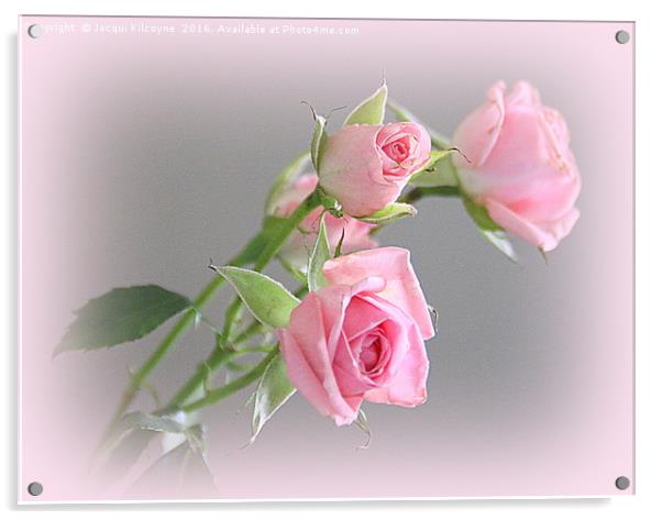 Miniature Pink Roses Acrylic by Jacqui Kilcoyne