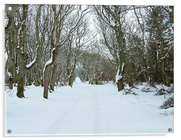 Trees in Snow Acrylic by Moira Campbell