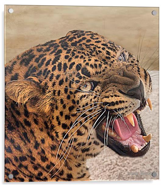 The Jaguar Acrylic by Irene Burdell