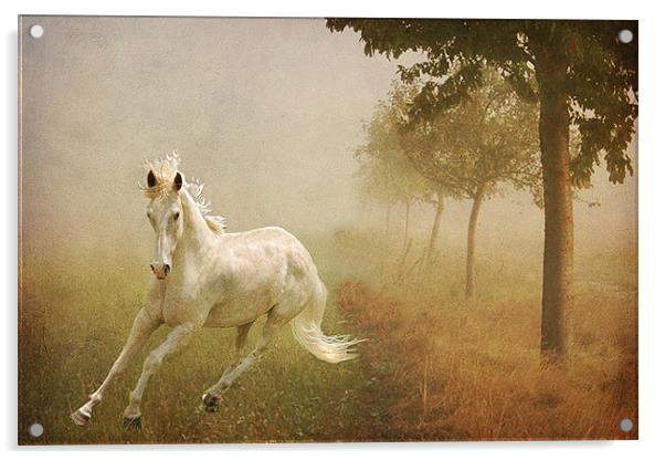 In the Mist Acrylic by Irene Burdell