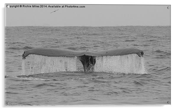  Humpback whale in Monterey Bay California Acrylic by Richie Miles
