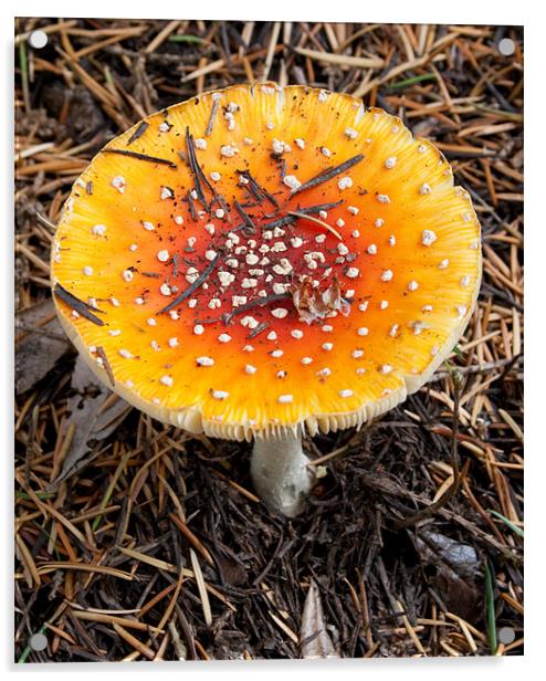 Wild yellow mushroom Acrylic by Richie Miles