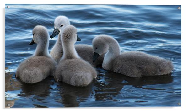 four cygnets Acrylic by Richie Miles