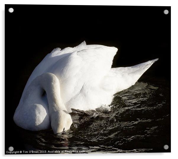 Swan Ducking Head Acrylic by Tim O'Brien