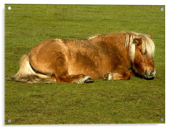 New Forest Pony Enjoying Sun Acrylic by Tim O'Brien