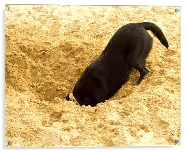 Labrador Digging in Sand Acrylic by Tim O'Brien