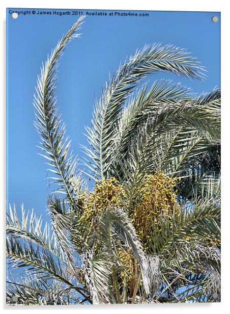 Cyprus Date Palm Acrylic by James Hogarth