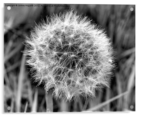 Dandelion Seed Head Acrylic by James Hogarth