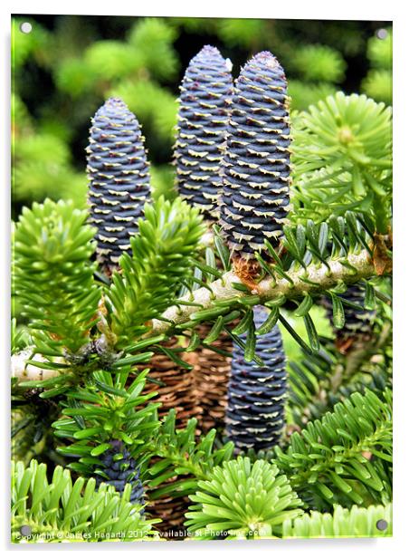 Blue Pine Cones Acrylic by James Hogarth