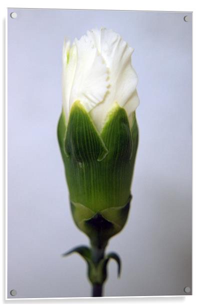 Cream Carnation Acrylic by michelle stevens