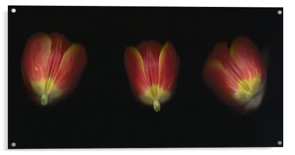 Tulip Trio Acrylic by michelle stevens