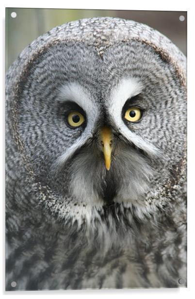 Great Grey Owl Acrylic by Sarah Miles