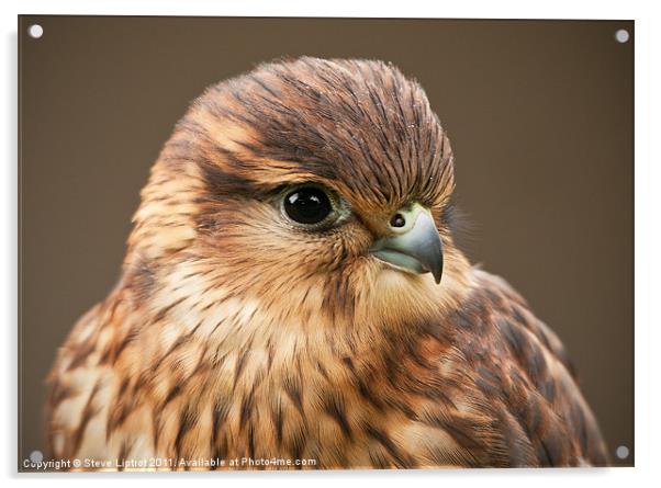 Merlin (Falco columbarius) Acrylic by Steve Liptrot