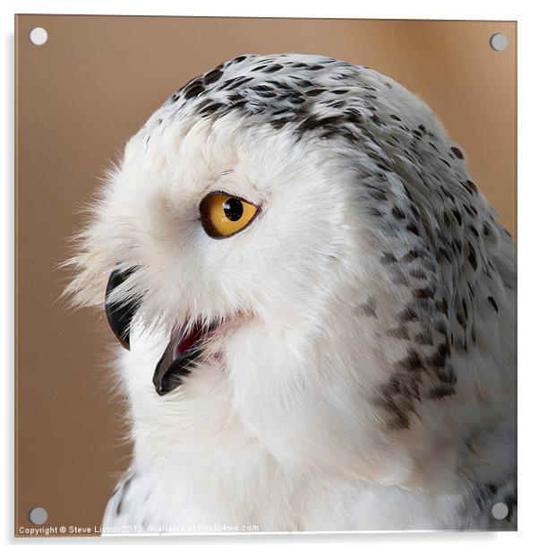 Snowy Owl (Bubo scandiacus) Acrylic by Steve Liptrot