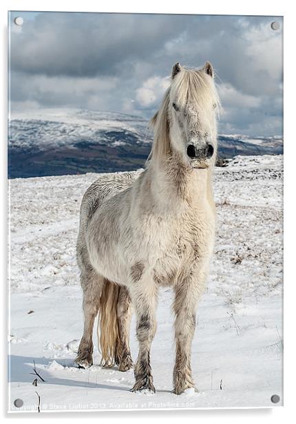 Welsh Mountain Pony Acrylic by Steve Liptrot