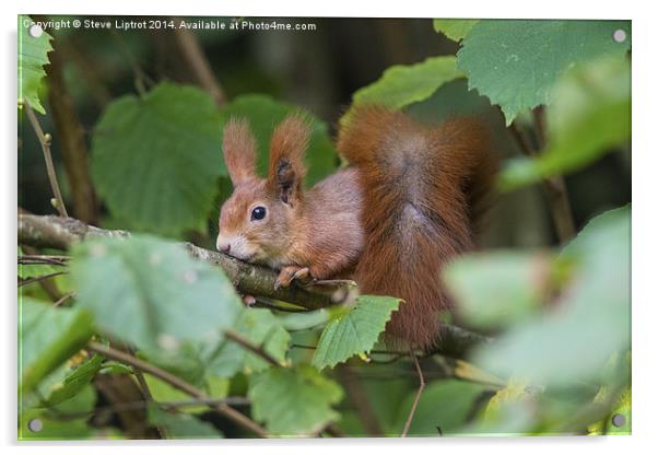  Red squirrel (Sciurus vulgaris) Acrylic by Steve Liptrot