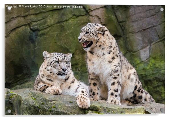  Snow leopards (Panthera uncia) Acrylic by Steve Liptrot