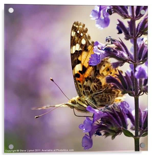 Painted Lady Acrylic by Steve Liptrot