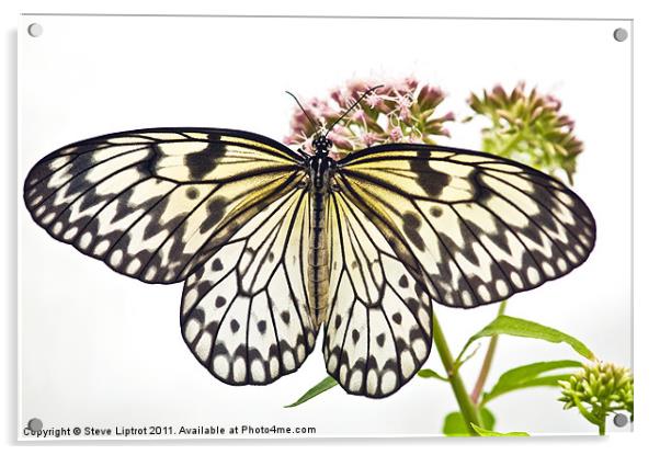 Paper Kite butterfly (Idea leuconoe) Acrylic by Steve Liptrot