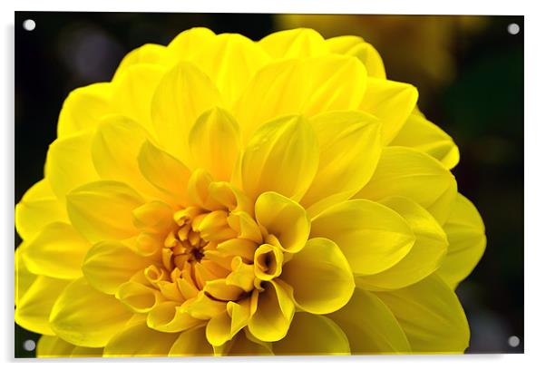 Yellow Dahlia Acrylic by Kevin Tate