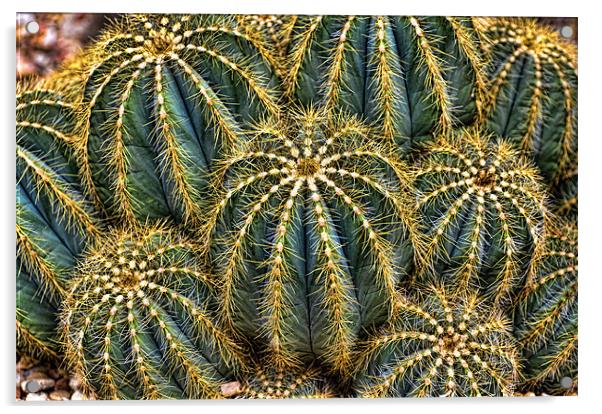 Cactus Acrylic by Kevin Tate